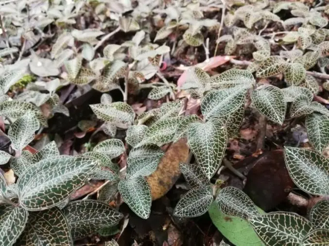 Кинески научници во Вухан го отклучуваат Anoectochilus Roxburghii по 20 години истражување и успешно развија иновативна истражна дрога од класа 1