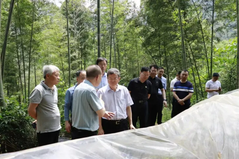 Лиу Шурен, директор на Одделот за развој и реформи на Националната администрација за шумарство и пасишта, ја истражува базата за садење Anxin Shibawan Anoectochilus