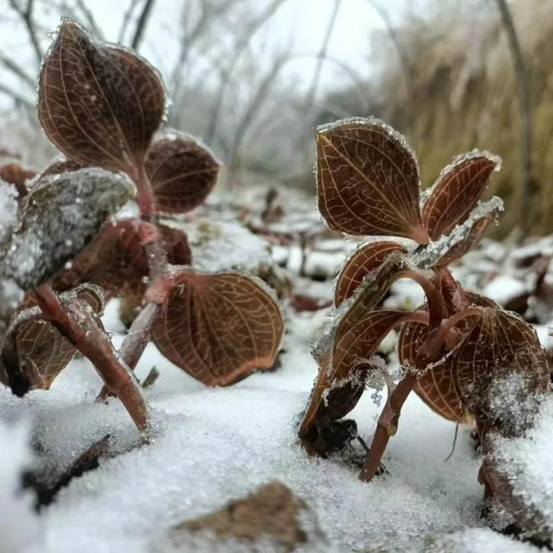 Органски култивиран премиум сушен Anoectochilus Roxburghii